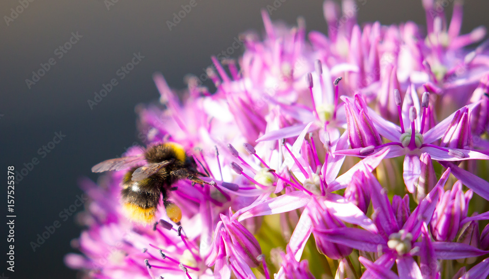 Garden bee Garden bee