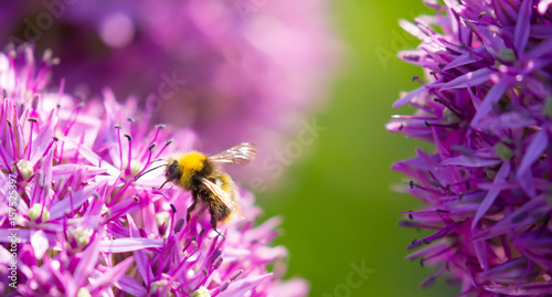 Garden bee