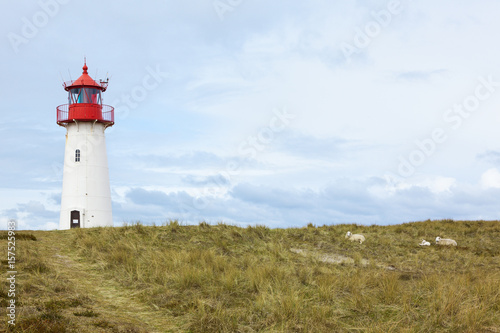 List-West Lighthouse  Sylt  and sheep in the dunes