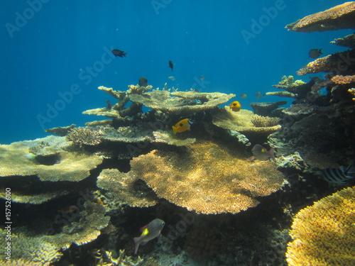 Fototapeta Naklejka Na Ścianę i Meble -  離島宮古島の珊瑚