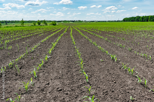 Corn field in summer