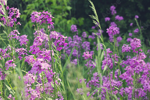 purple meadow