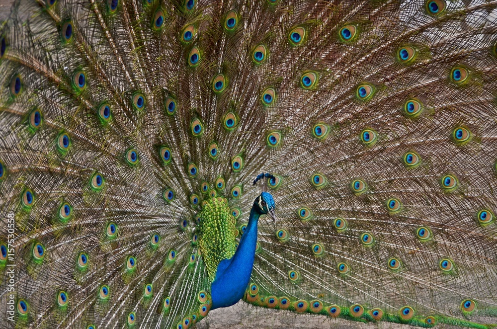 Obraz premium Peacock