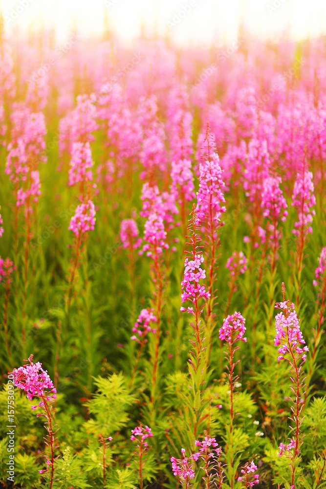 wild flowers