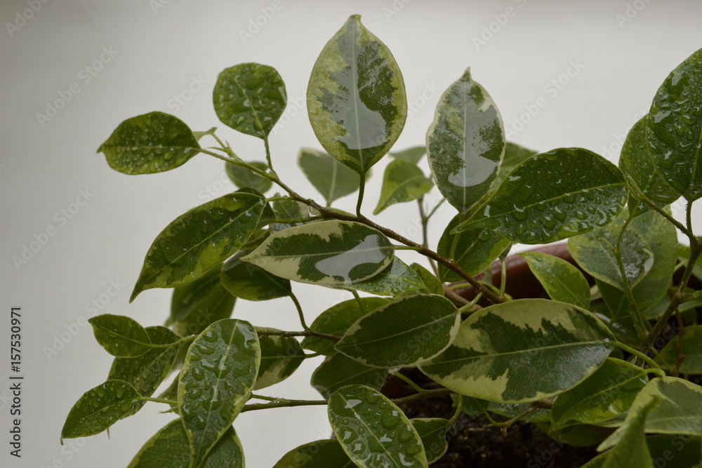 Fototapeta premium Листья фикуса с каплями воды