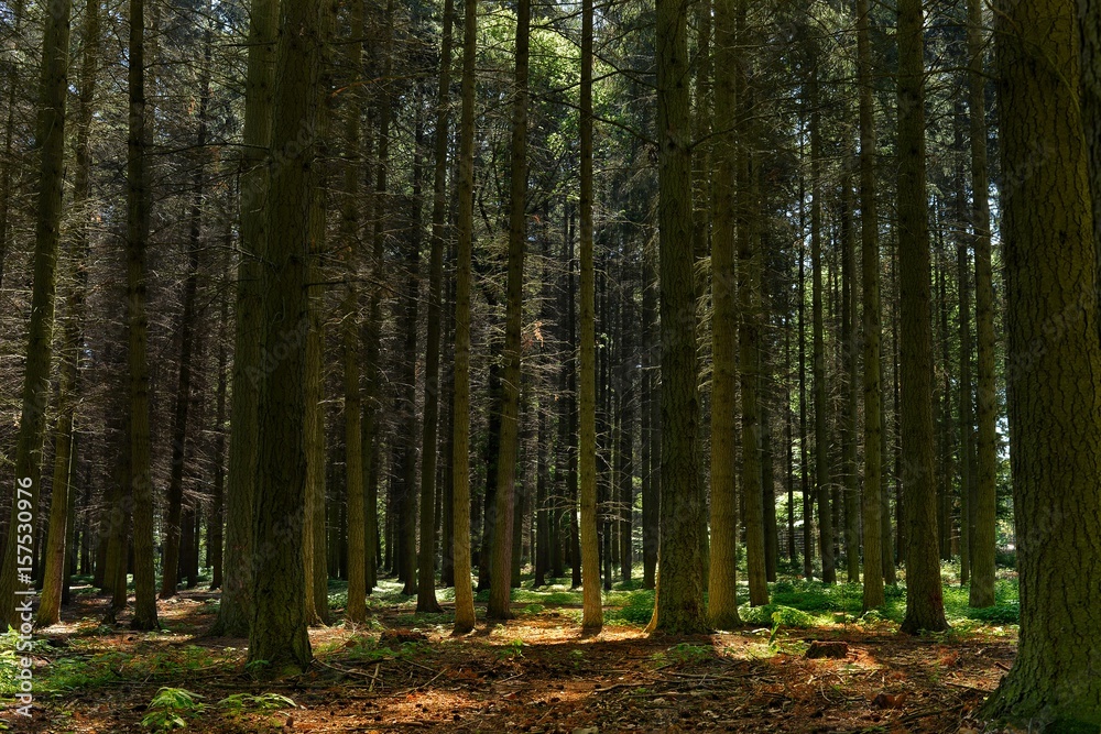 Fototapeta premium forest