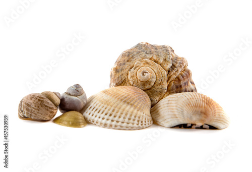 Several sea shells on a white background

