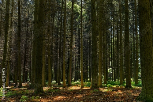 forest © Konstantin