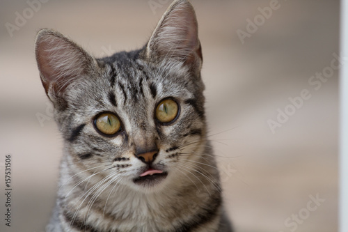gato dando lingua  © Jose