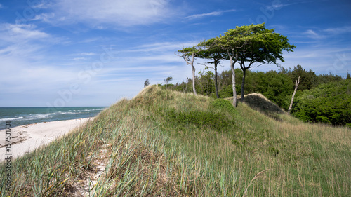 Nationalpark mit Dünen und Wald an der Ostsee am Darss photo