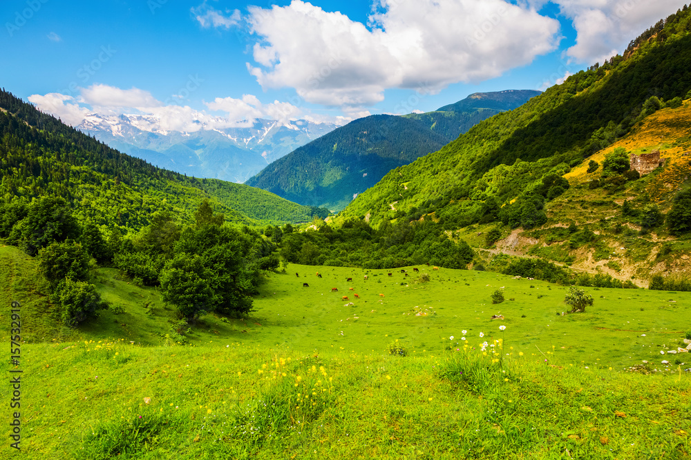 Among the high mountains of the Caucasus graze cows.