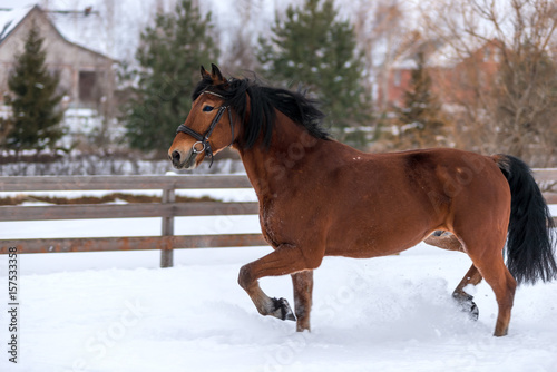 Race brown beautiful horse in winter on snow