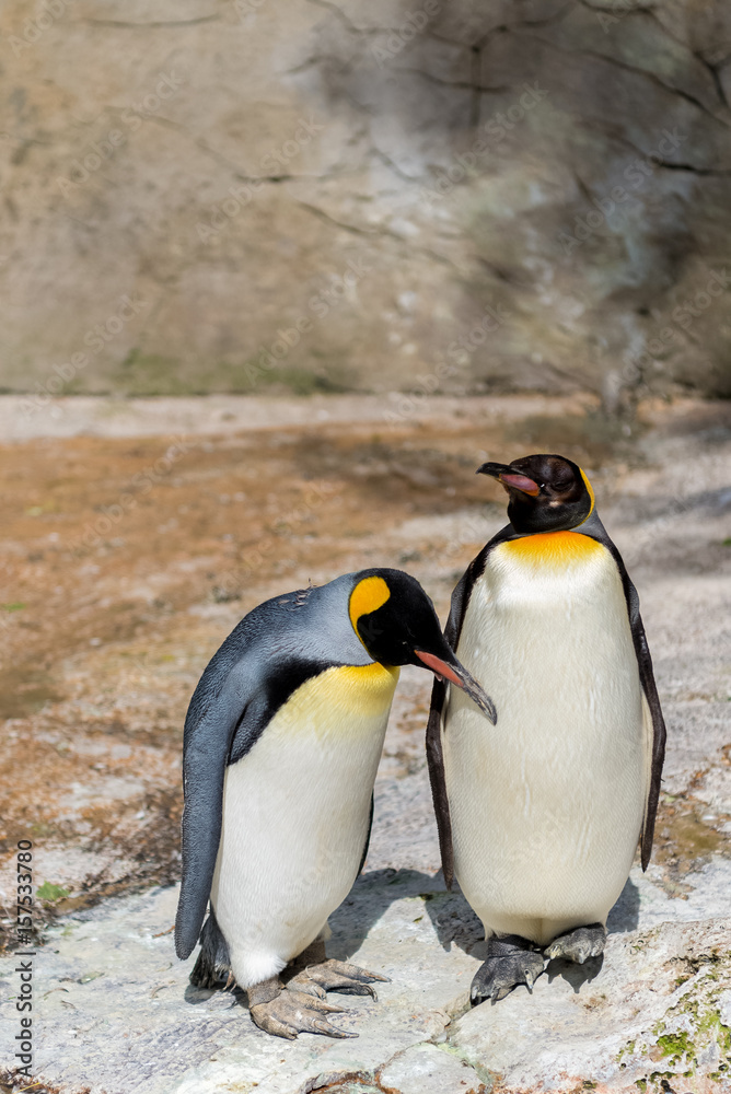 Fototapeta premium Pengwins