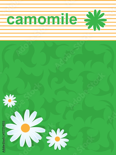 Daisies on a colored background.Line frame.Postcard, the holiday.