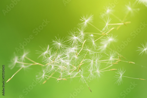 Dandelion seeds fly
