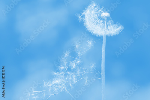 White dandelion on blue sky background
