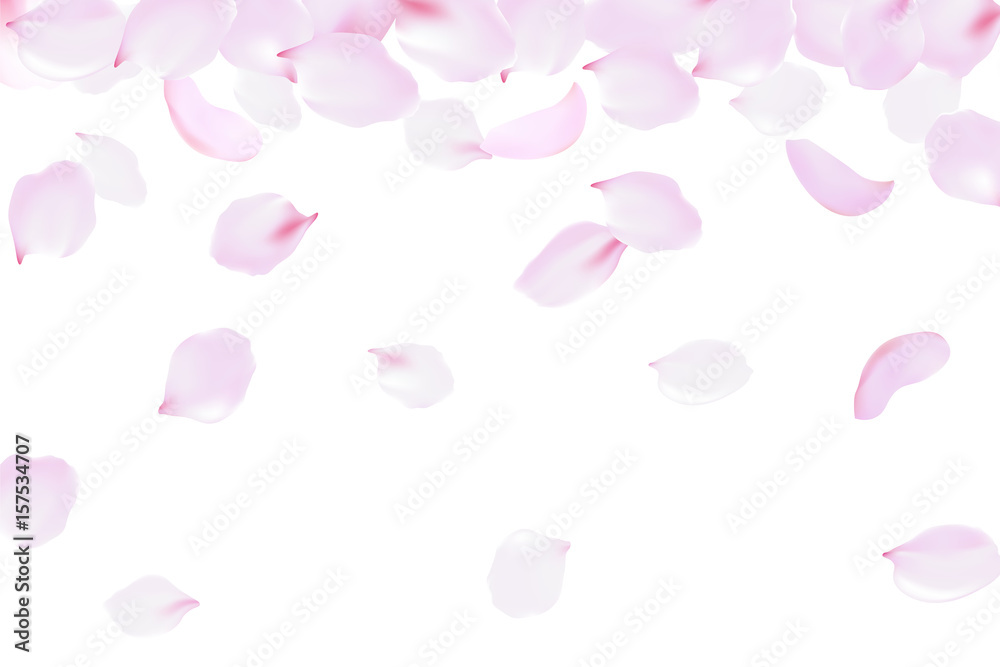 Falling rose petals soft delicate pink blossom. Sakura cherry flying flowers. 3d realistic design. Vector illustration