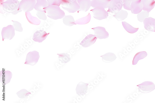 Falling rose petals soft delicate pink blossom. Sakura cherry flying flowers. 3d realistic design. Vector illustration
