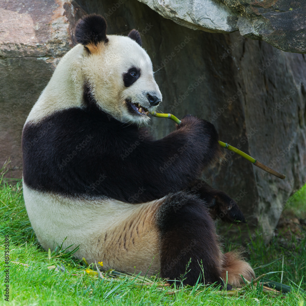 Obraz premium Giant panda eating bamboo