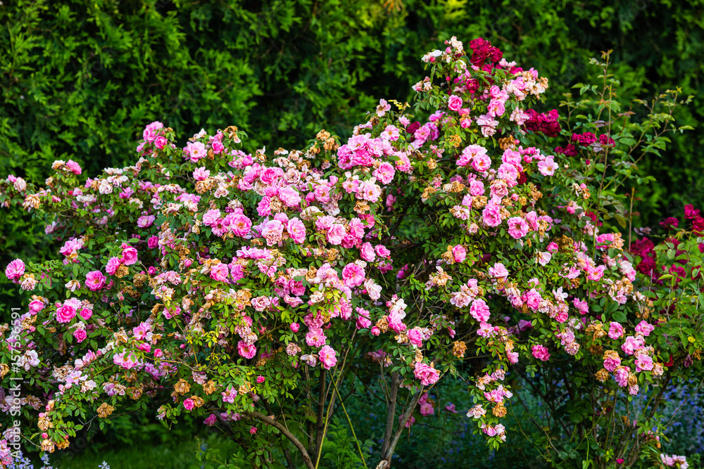 bushes laden with new and old pink flowers bushes laden with new and old pink flowers