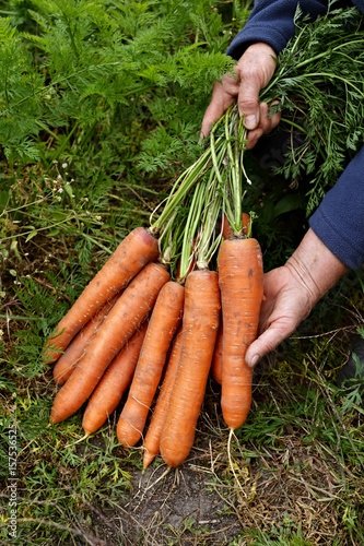 Farmer holds carrots in his hands. Collecting harvest: orange carrot in hands of female farmer. Close-up of carrots harvested from the garden. Concept of healthy eating