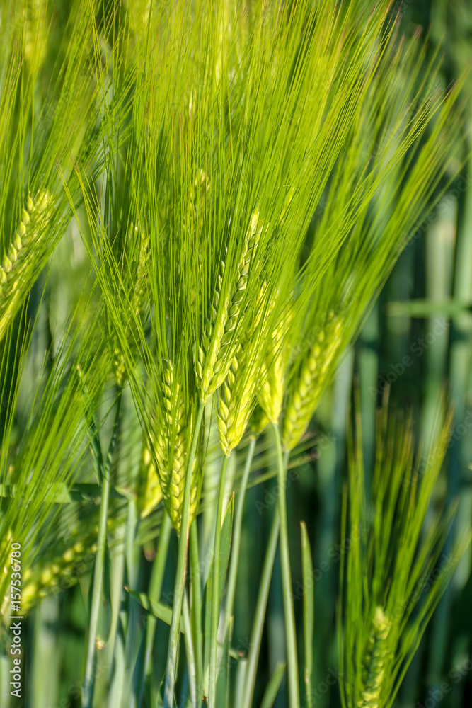 Céréales Céréales