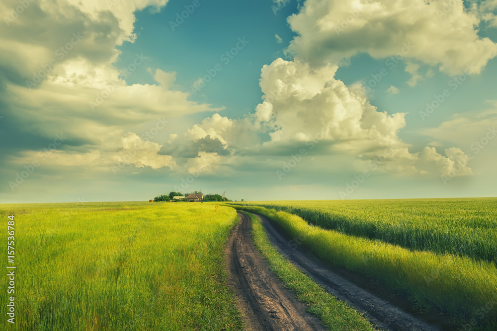 Fototapeta premium A dirt road in the green field of wheat. A beautiful sky and rural houses in the distance. Beautiful spring, summer landscape. Vintage