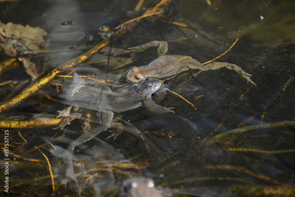 Froschpärchen Froschpärchen