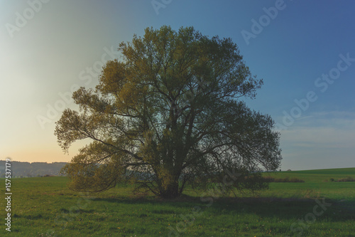 A large old tree in the middle of the field