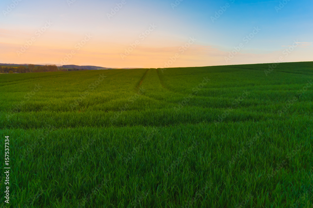 Obraz premium The road in the wheat field at dawn