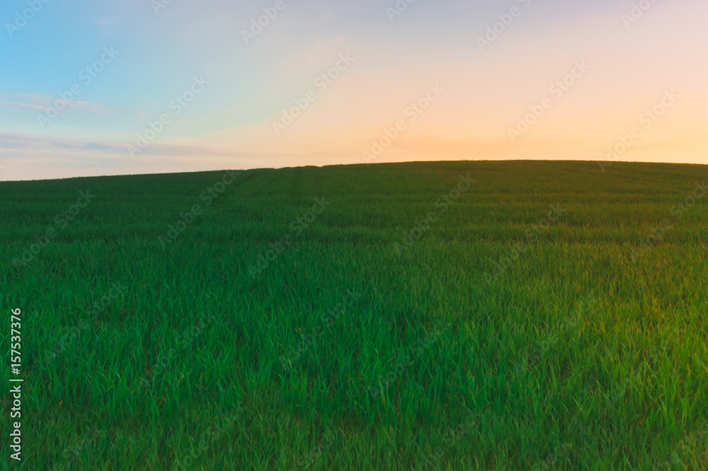 Hill in the wheat field