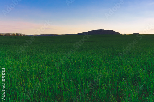 Wheat field in the evening at sunset