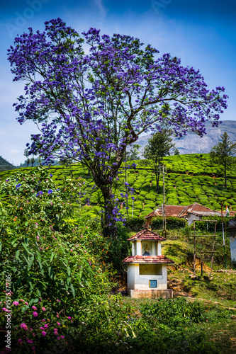 munnar 1