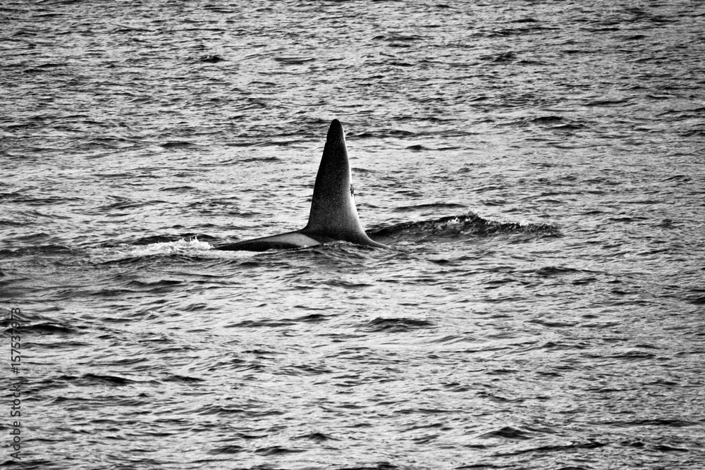 Fototapeta premium Dorsal fin - orca