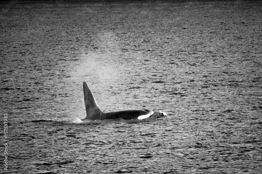 Fototapeta premium orca