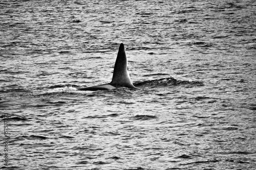 Dorsal fin - orca