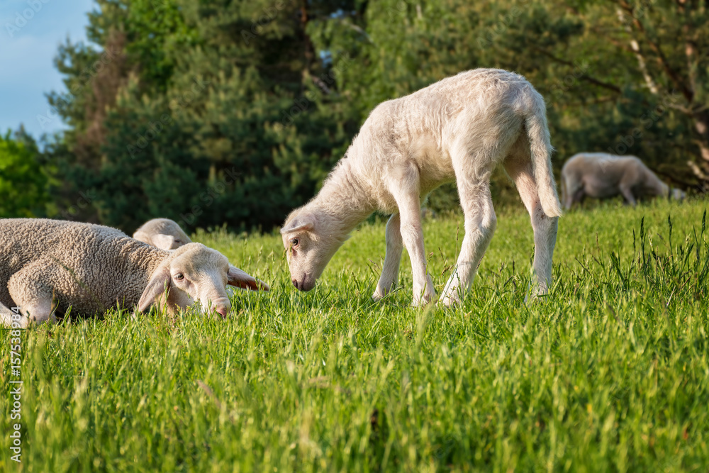 white lamb with its mother - eating grass white lamb with its mother - eating grass