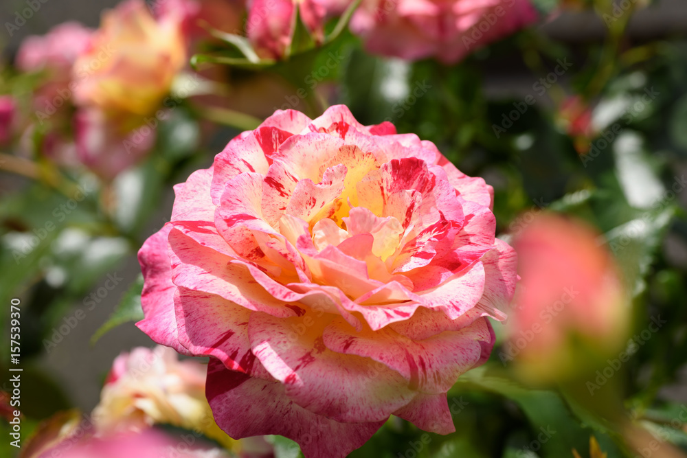 中之島公園 バラの花 中之島公園 バラの花