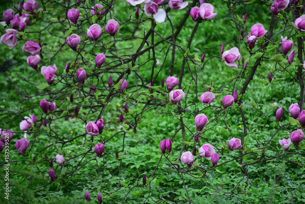 magnolia blossom with flowers on tree in spring