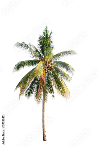 Coconut palm tree on white isolation