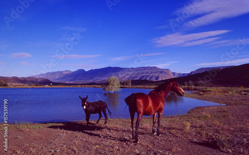 Südafrika:Zwei Pferde an einem Teich in der Kleinen Karoo