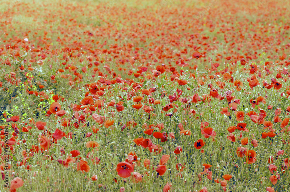 Wild Red Poppy Flowers Field