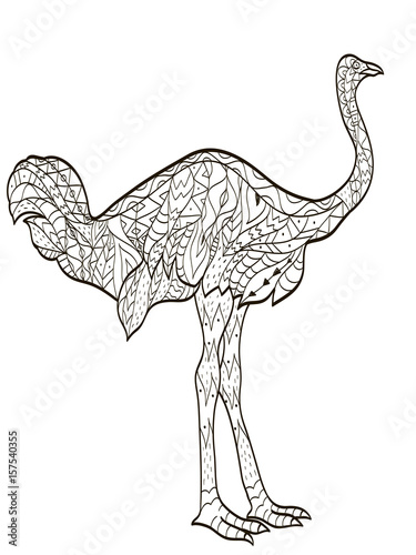 Vector coloring ostrich bird for adults