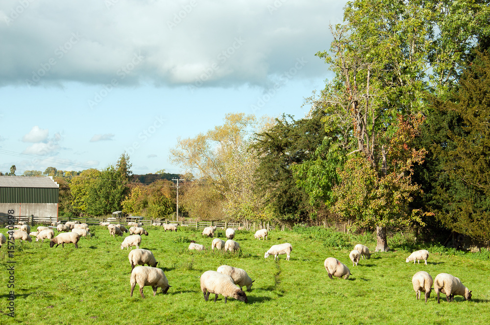 Sheep grazing in a meadow in Herefordshire, England. Sheep grazing in a meadow in Herefordshire, England.