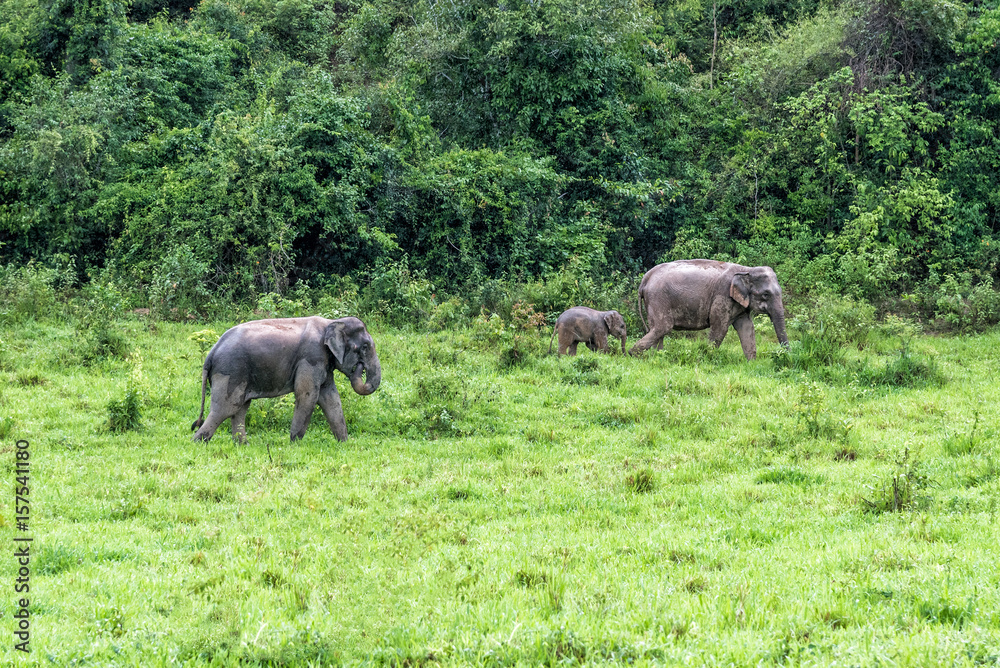 Family of Asian Elephant walking and looking grass for food in forest. Kui Buri National Park. Thailand.