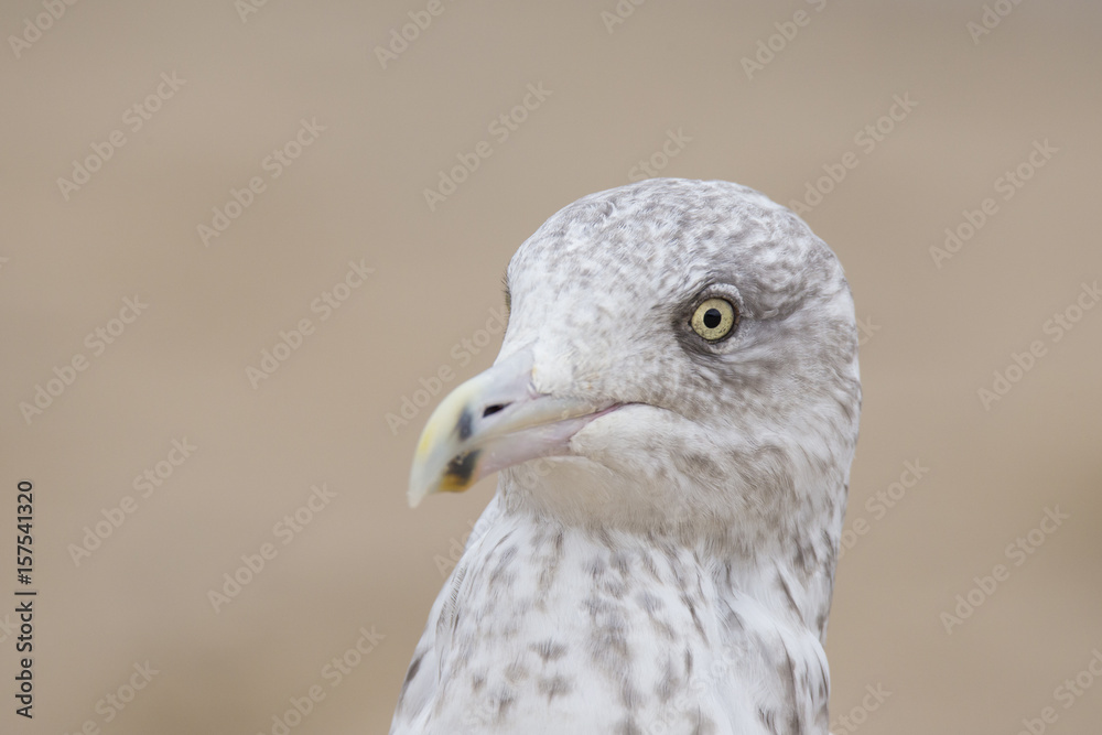 Fototapeta premium American herring gull or Smithsonian gull (Larus smithsonianus or Larus argentatus smithsonianus) portrait