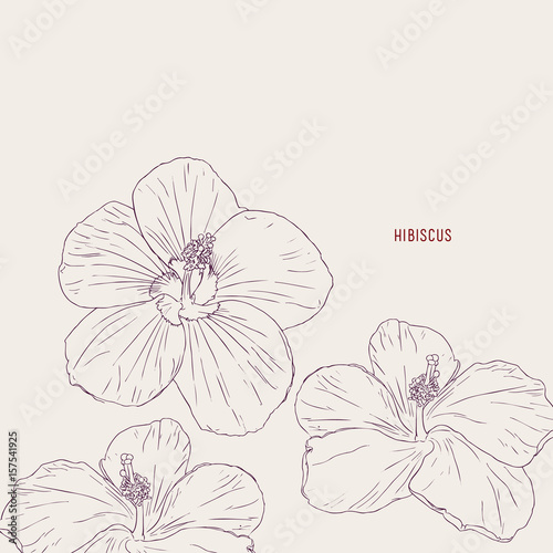 Hawaiian hibiscus flowers , sketch vector.