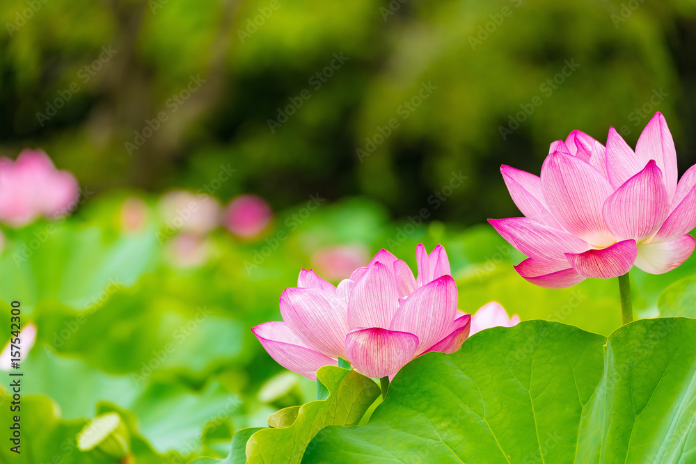 The Lotus Flower.Background is the lotus leaf and lotus flower and tree.Shooting location is Yokohama, Kanagawa Prefecture Japan. The Lotus Flower.Background is the lotus leaf and lotus flower and tree.Shooting location is Yokohama, Kanagawa Prefecture Japan.