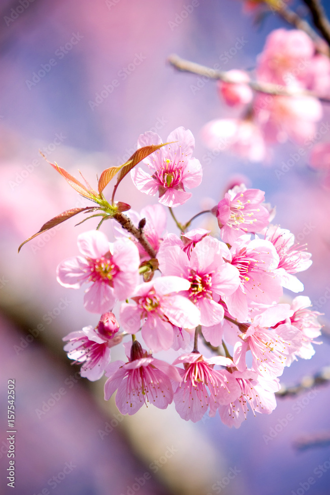 Wild Himalayan Cherry blossom (Sakura)