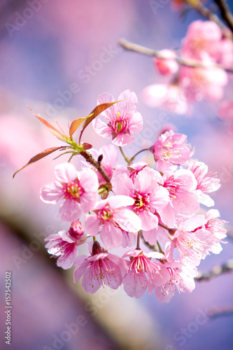 Wild Himalayan Cherry blossom (Sakura) © sarunyu